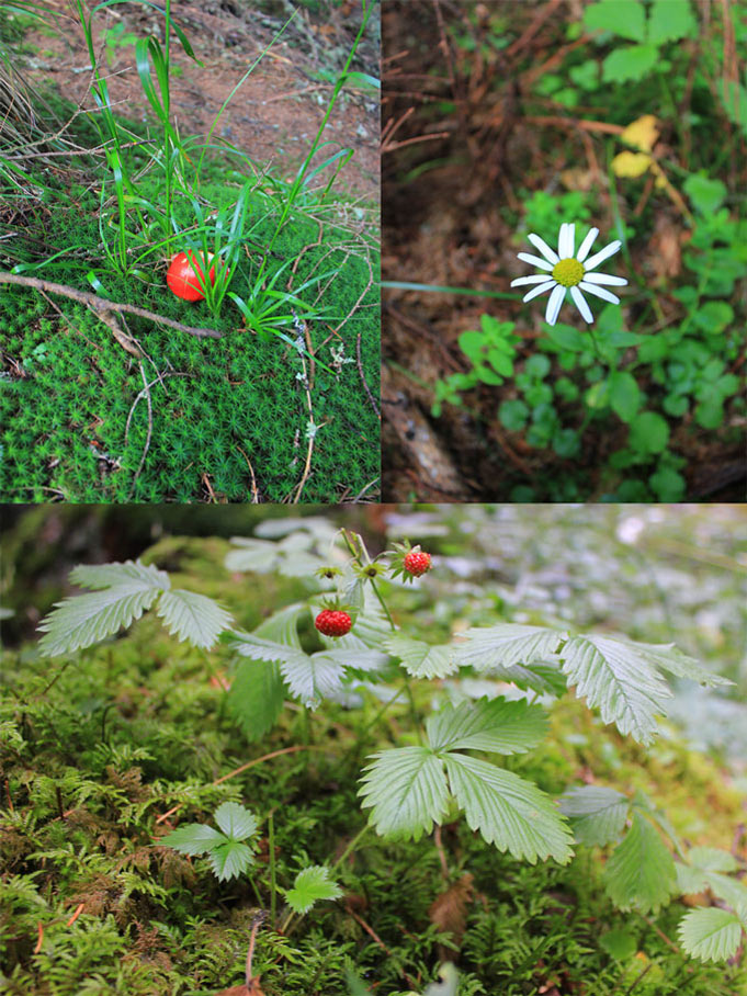 frumuseti in padure