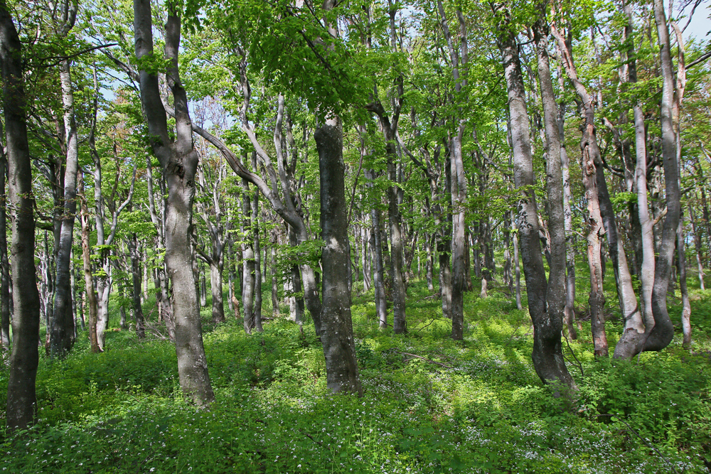 Pădure sălbatică în munții Mehedinți